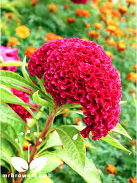 Alternatives To Peonies C Mrbrownthumb Blogspot Co Uk Coxcomb Flowers Flowers Perennials Planting Flowers