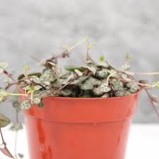 Image result for Ceropegia buchananii