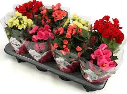 The flowers look like stars. Pligt Professionals Introduces Begonia Sweeties