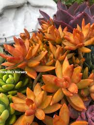 Image result for Sedum ruwenzoriense