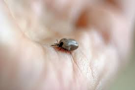 Hd Wallpaper Tick Wood Tick Blood Sucker Hand Animal Creature Mites Wallpaper Flare Over 40,000+ cool wallpapers to choose from. tick wood tick blood sucker hand