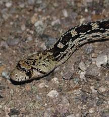 Sonoran Gophersnake Pituophis Catenifer Affinis Reptile Care Sonoran Desert Reptiles