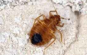 Bed bugs, or cimicidae, are small parasitic insects. Jfw Pest Control The Pest Control Experts In Georgia Alabama