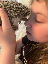 Lost pet hedgehog in Maple Ridge near 234th and Dewdney