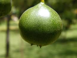 Image result for Vangueria esculenta