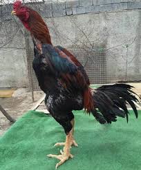Pin By Zayni Vizay On Mukesh Barnyard Animals Animals Rooster
