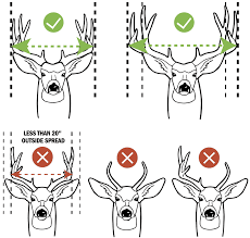 Mule Deer Texas Parks Wildlife Department