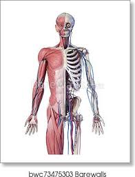 The third major muscle in the front of the arm is the coracobrachialis. Human 3 4 Body Skeleton With Muscles Veins And Arteries Front View Art Print Barewalls Posters Prints Bwc73475303