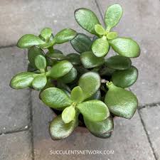 Check spelling or type a new query. Why Is My Jade Plant Turning Red With Photos Succulents Network