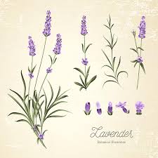 Culinary lavender flowers (edible lavender flowers). Vintage Set Of Lavender Flowers Digital Art By Kotkoa