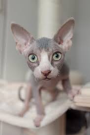 Sphynx Kitty Animaux Beaux Animaux Chat