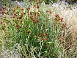 Image result for Cyperus deciduus