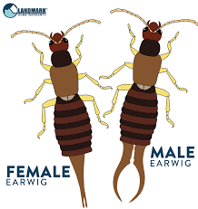 Simply noticing earwigs in your garden is not enough to warrant breaking out the chemicals. All About Earwigs And How To Get Rid Of An Infestation