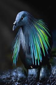 Birds Lyrics Imagine Dragons Nicobar Pigeon The Coolest Pigeon In T Birds Box Birds Lyrics Imagine Dragons Birds Yosemite Birds Of In 2020 Nicobar Pigeon Pet Birds Beautiful Birds