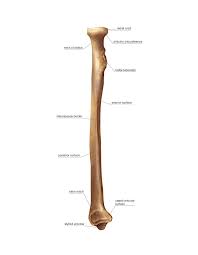 570 x 737 jpeg 45 кб. Radius Bone Photograph By Asklepios Medical Atlas