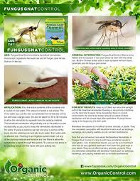 If you hire any outside persons to help control pests, ask them to find and correct the source of the problem before applying pesticides. Fungus Gnat Control Organic Control Inc