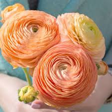 Image result for Ranunculus