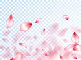 Download transparent cherry blossom png for free on pngkey.com. Japanese Cherry Petals On Transparent Background Spring Tree Royalty Free Cliparts Vectors And Stock Illustration Image 117224986
