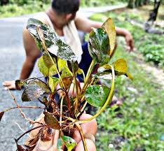 Sama seperti water wisteria, java moss juga tidak memerlukan pemeliharaan ekstra. 15 Tanaman Akuarium Yang Mudah Didapat Dan Dirawat Ada Di Sekitar Kita Hobinatang