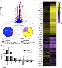 Affidavit stating ownership of a gun safe or lock box (bof 978), pdf Frontiers Maternal Immune Activation Alters Fetal Brain Development And Enhances Proliferation Of Neural Precursor Cells In Rats Immunology