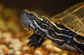 Next, you need to create a proper basking area for the baby. How To Take Care Of Aquatic Turtles