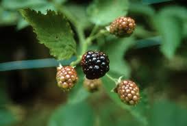 Blackberries and mulberries look so much alike that many people often confuse them. Blackberry Bush Planting Walter Reeves The Georgia Gardener