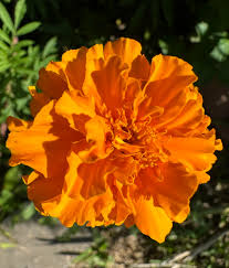 Image result for Tagetes patula