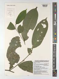 Image result for Leptaulus