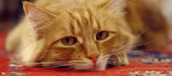 10 weruva cats in the kitchen feline food. How To Deal With Chronic Cat Constipation Litter Robot Blog