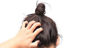 This is a continuous cycle. Essential Head Lice Guide How Long Does It Take For Nits To Hatch