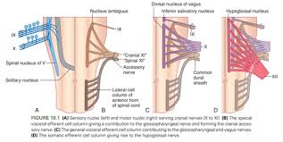 Fitzgerald C18 The Lowest Four Cranial Nerves Flashcards Quizlet
