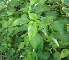 Image result for Barleria boehmii