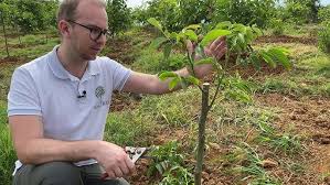 Check spelling or type a new query. How To Grow A Walnut Tree From Seed Easy Way Youtube