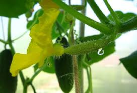 きゅうりの花や葉ってどんなもの きゅうりの特徴は 大きさも教えて 野菜大図鑑