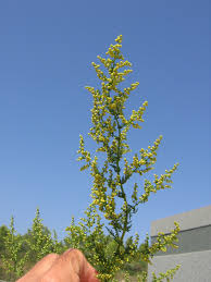 Image result for Triumfetta annua