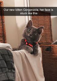25 Hilarious Cat Snapchats That Will Leave You With The Biggest Smile New Pics Funny Cat Photos Funny Cat Memes Cute Cat Gif
