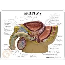 Use the mouse scroll wheel to move the images up and down alternatively use the tiny arrows (>>) on both side of the image to move the images. Male Pelvis Testicles Model 4 Gpi Anatomicals