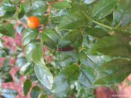 Image result for Cassinopsis ilicifolia