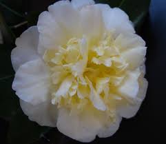 Camellia Jury S Yellow Camellia Flower Fragrant Flowers Beautiful Orchids