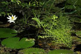 Image result for Parkeriaceae