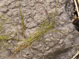 Image result for Stuckenia