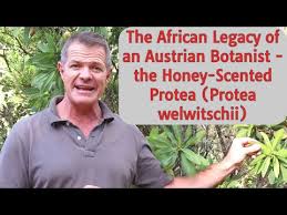 Image result for Protea welwitschii