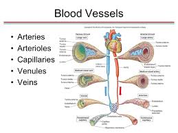 On this photo the iliac arteries are visible as they are more superficial. Human Transportation System Class 10th Notes On Biology Edusaint Courses