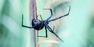 The black widow spider is a large widow spider found throughout the world and commonly associated with urban habitats or agricultural areas. Spider Bite Pictures What Do Spider Bites Look Like