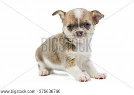 Find chihuahua puppies for sale with pictures from reputable chihuahua breeders. Chihuahua Puppies Image Photo Free Trial Bigstock