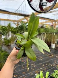 Image result for Buchnera pulcherrima