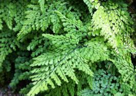 Image result for Adiantum