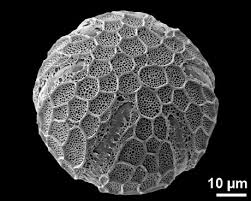 Image result for Stanfieldiella imperforata