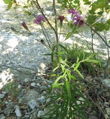 Image result for Vernonia jelfiae