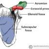 The human shoulder is made up of three bones: 1
